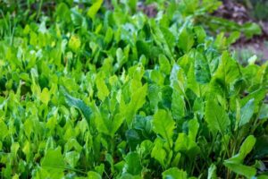 Spinach Farming in India - A Guide