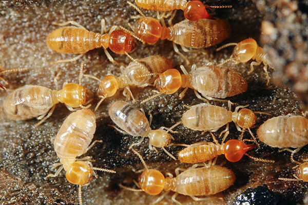 termite control services in lahore