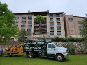 tree service company San Antonio TX